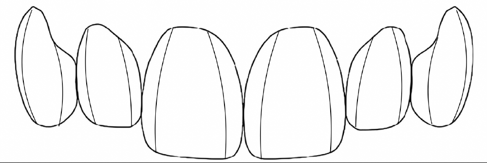 Anterior tooth morphology reference — upper front teeth