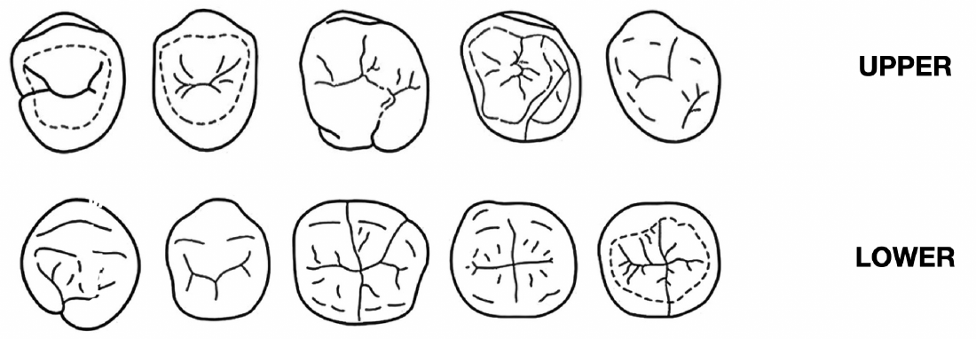 Occlusal morphology reference — upper and lower posterior teeth