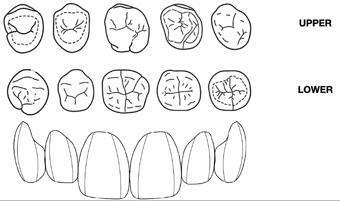 Occlusal morphology reference — upper and lower tooth anatomy